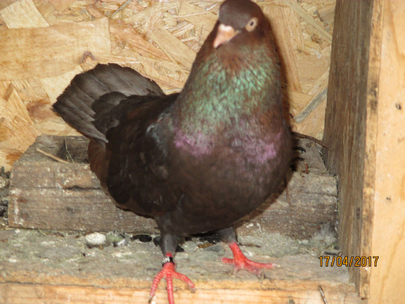  - Z ARHIVA ROLLER DE SMIRNA 2017