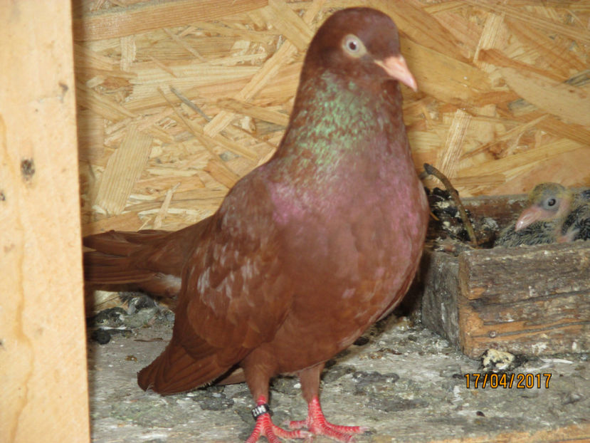  - Z ARHIVA ROLLER DE SMIRNA 2017