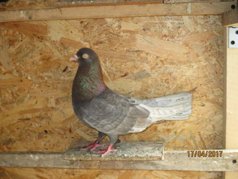  - Z ARHIVA ROLLER DE SMIRNA 2017