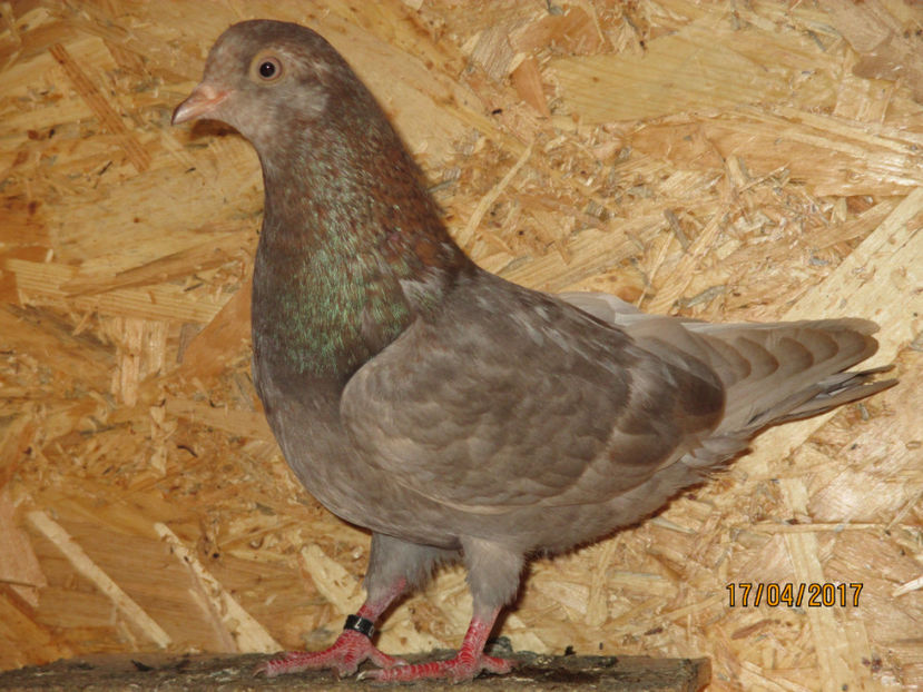  - Z ARHIVA ROLLER DE SMIRNA 2017