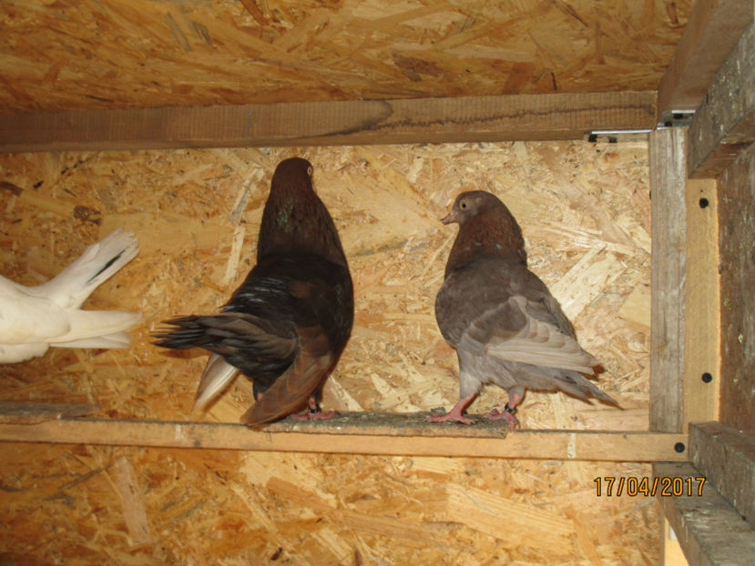  - Z ARHIVA ROLLER DE SMIRNA 2017