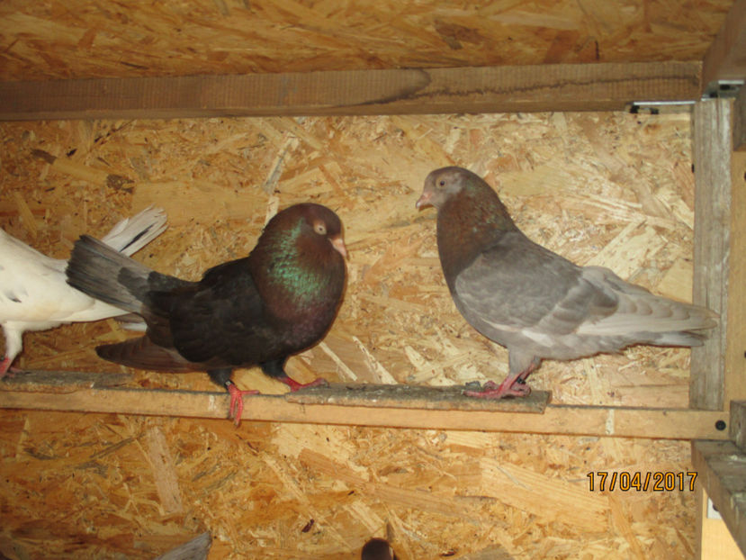  - Z ARHIVA ROLLER DE SMIRNA 2017