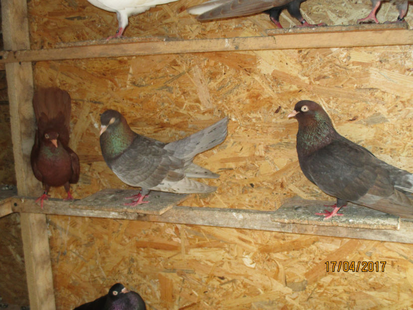  - Z ARHIVA ROLLER DE SMIRNA 2017