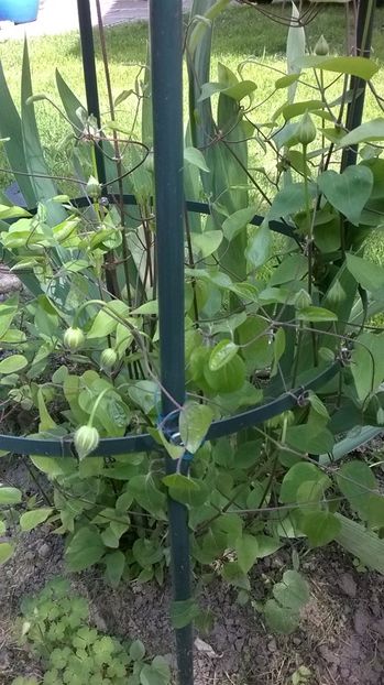  - Clematite cu probleme