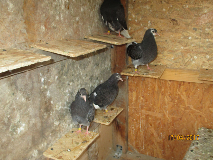  - 1 Roller de birmingham pui 2017