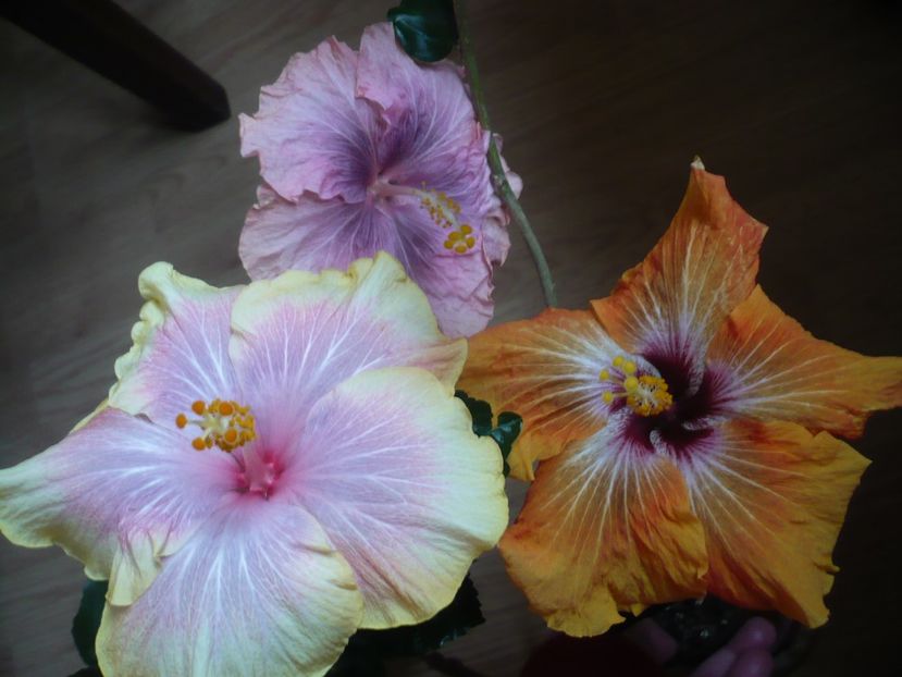 P1310515 - HIBISCUSI 2017-1