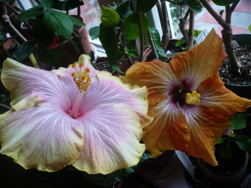 P1310520 - HIBISCUSI 2017-1