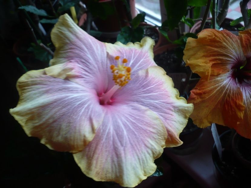 P1310523 - HIBISCUSI 2017-1