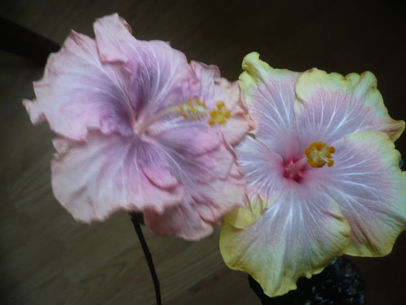 P1310526 - HIBISCUSI 2017-1