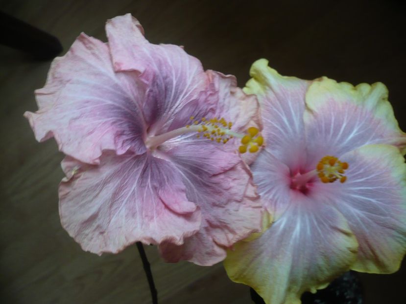 P1310527 - HIBISCUSI 2017-1