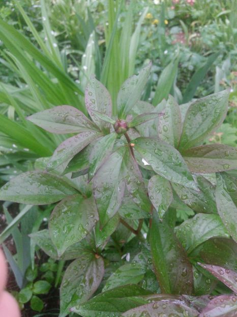 Tot mai aproape de momentul adevărului- Charles Burgess - Bujori