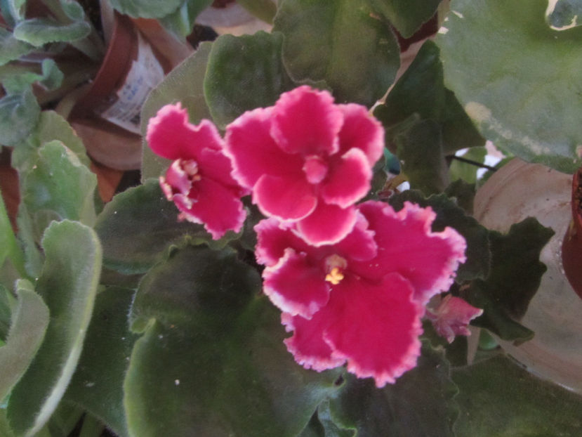 Ognenyje Motylki - Violete