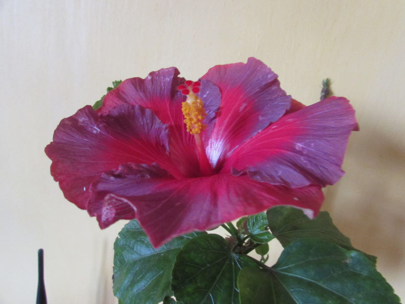 Bayou Irene - Hibiscus 2017