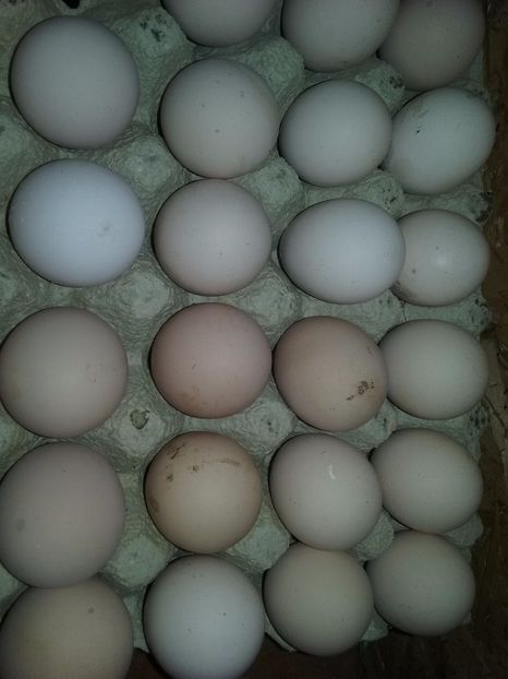  - A De vinzare oua de gaina din rasa australorp negru 2017