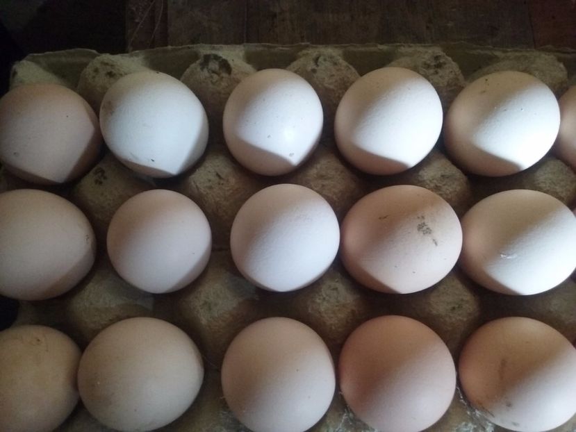  - A De vinzare oua de gaina din rasa australorp negru 2017