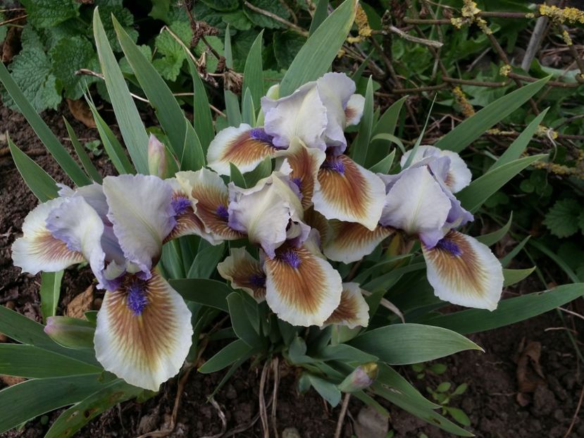  - Irisi 2015-2016-2017-2018