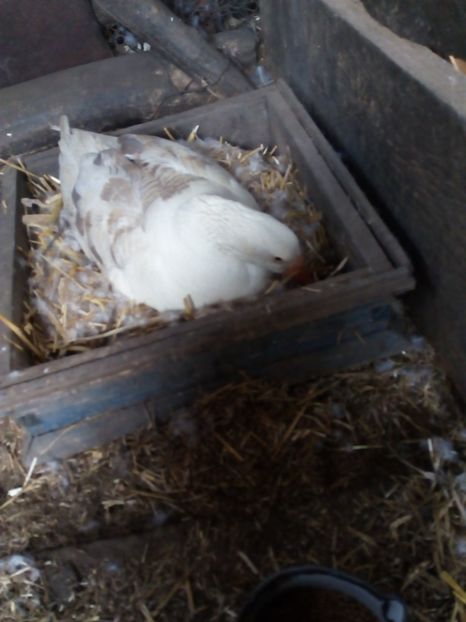  - Gaste la clocit 2017