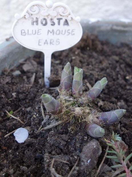  - hosta Blue Mouse Ears