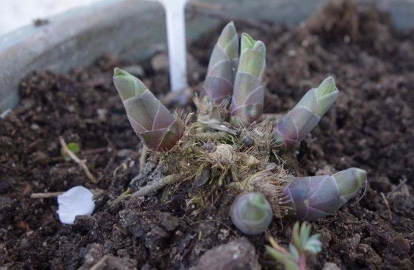  - hosta Blue Mouse Ears