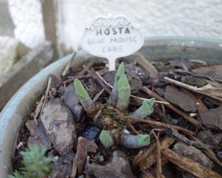  - hosta Blue Mouse Ears