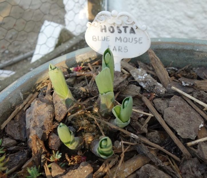  - hosta Blue Mouse Ears