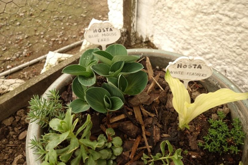  - hosta Blue Mouse Ears