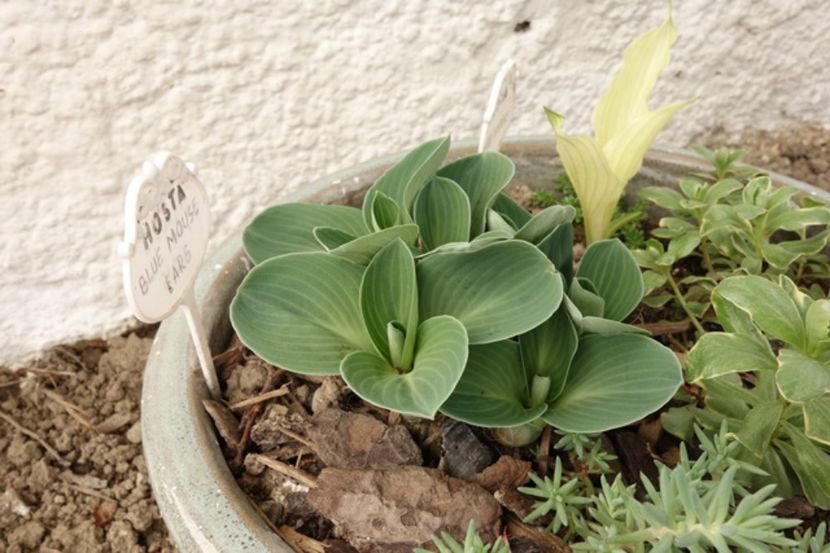  - hosta Blue Mouse Ears