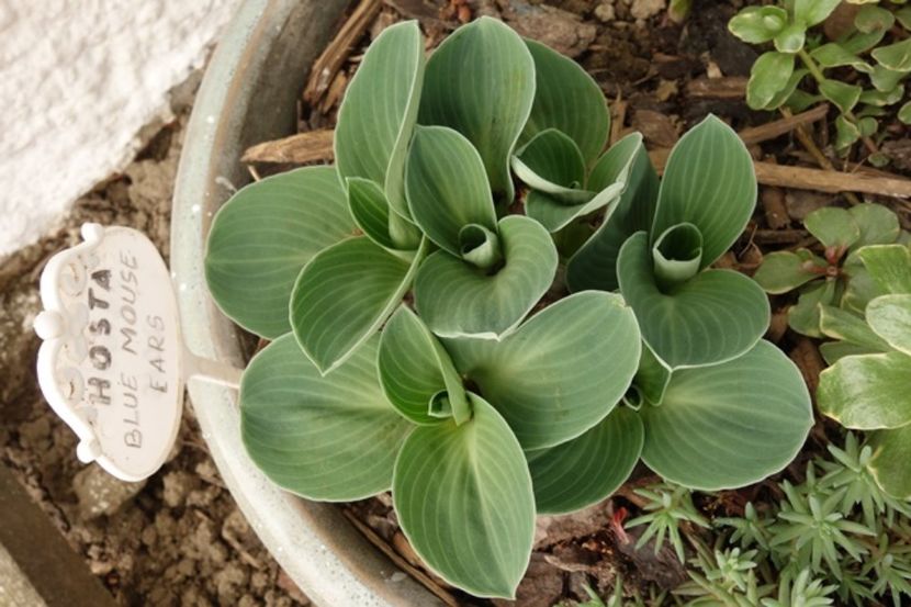  - hosta Blue Mouse Ears