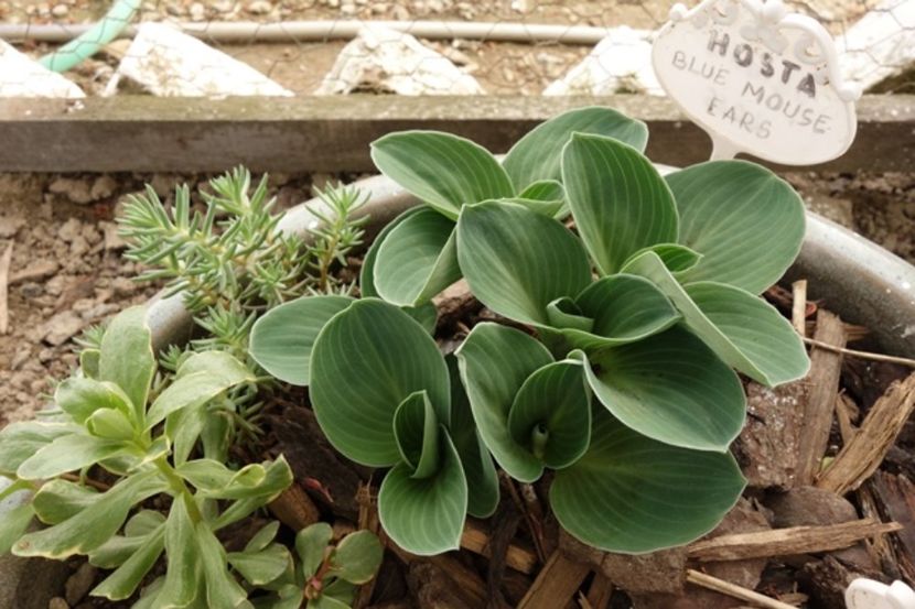  - hosta Blue Mouse Ears