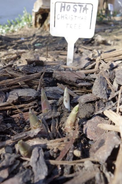  - hosta Christmas Tree