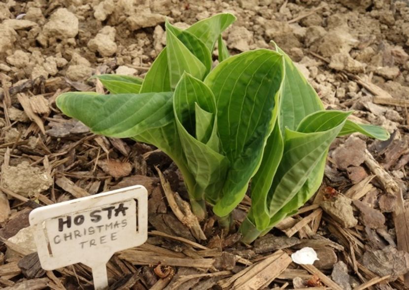  - hosta Christmas Tree