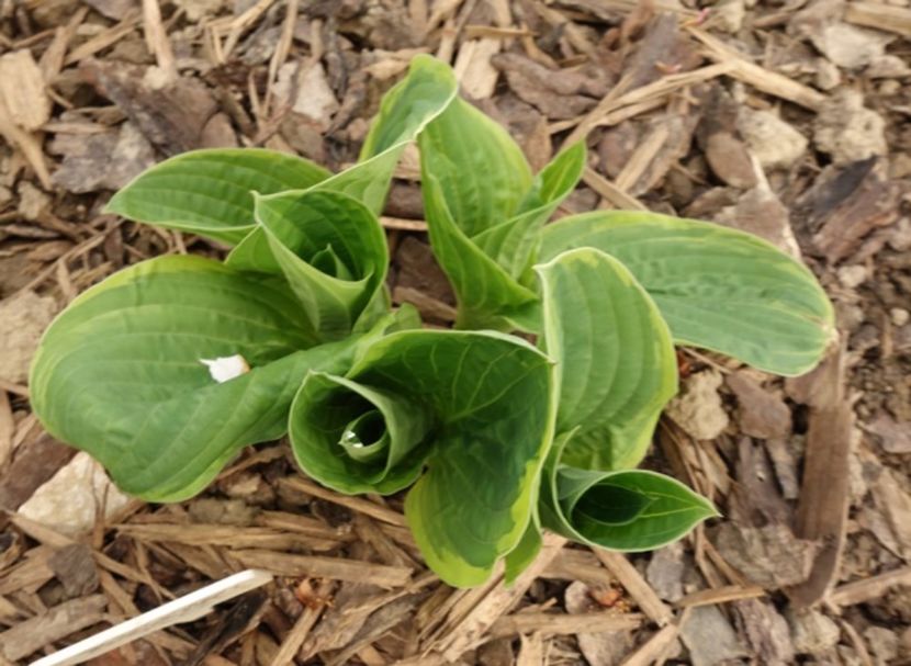  - hosta Christmas Tree