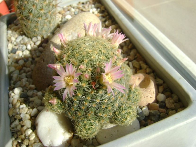 Mammillaria schiedeana ssp. giselae - Cactusi 2017