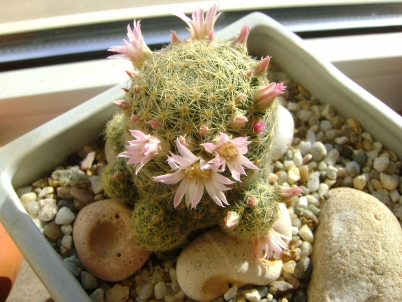 Mammillaria schiedeana ssp. giselae - Cactusi 2017
