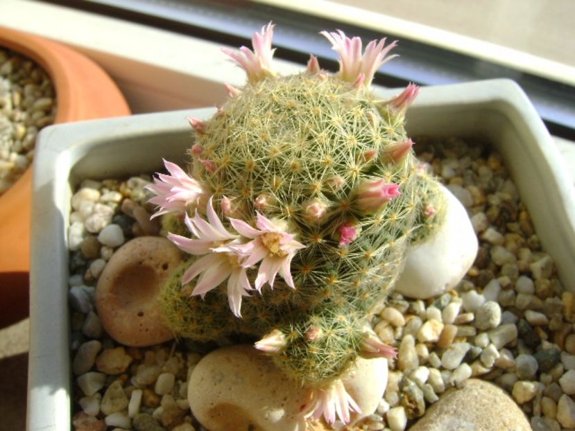 Mammillaria schiedeana ssp. giselae - Cactusi 2017