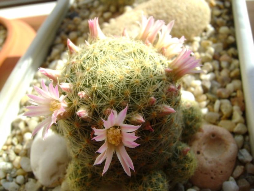 Mammillaria schiedeana ssp. giselae - Cactusi 2017