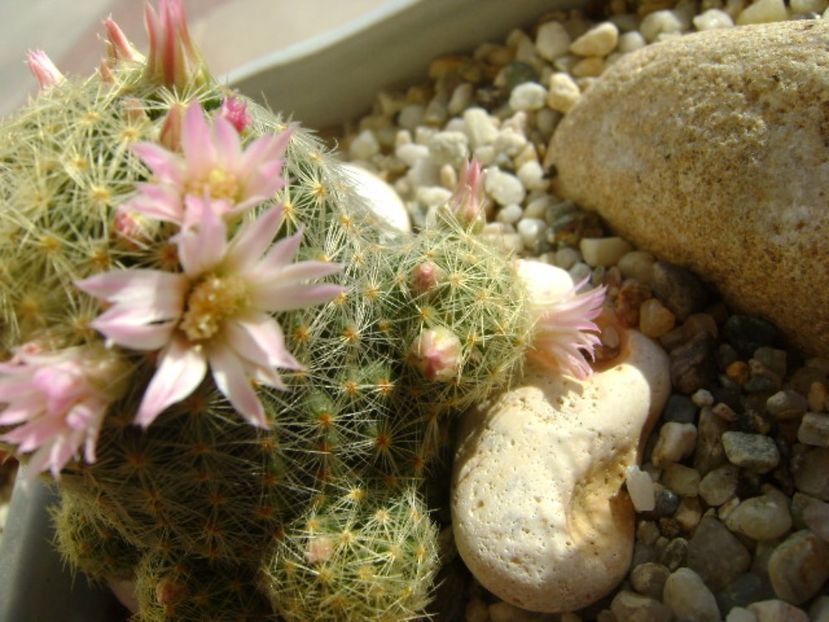 Mammillaria schiedeana ssp. giselae - Cactusi 2017
