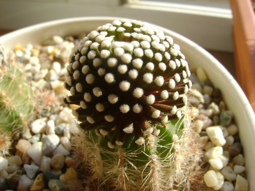 Mammillaria luethyi - Cactusi 2017