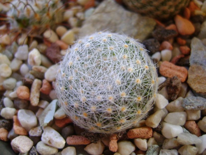 Mammillaria lenta - Cactusi 2017