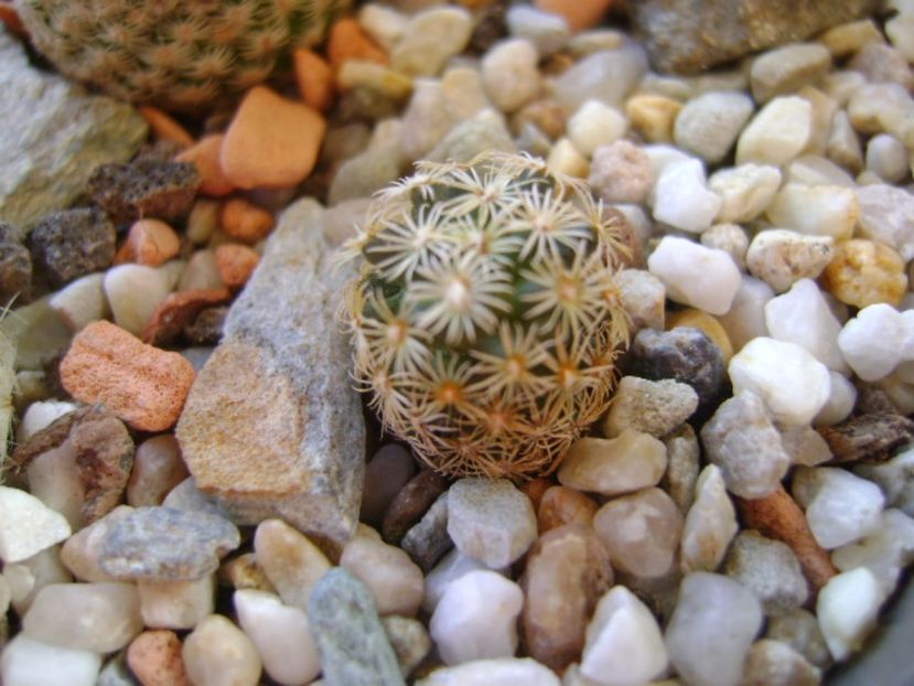 Mammillaria hernandezii - Cactusi 2017