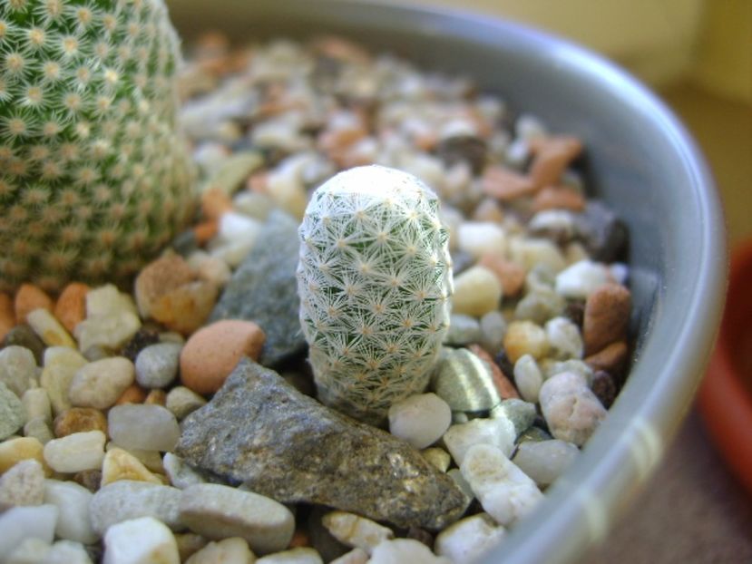 Mammillaria herrerae - Cactusi 2017