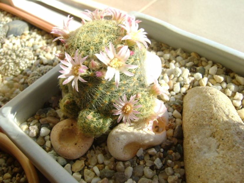 Mammillaria schiedeana ssp. giselae - Cactusi 2017