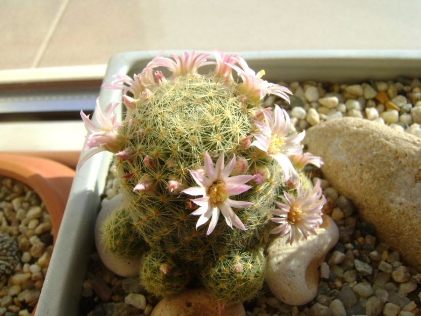 Mammillaria schiedeana ssp. giselae - Cactusi 2017