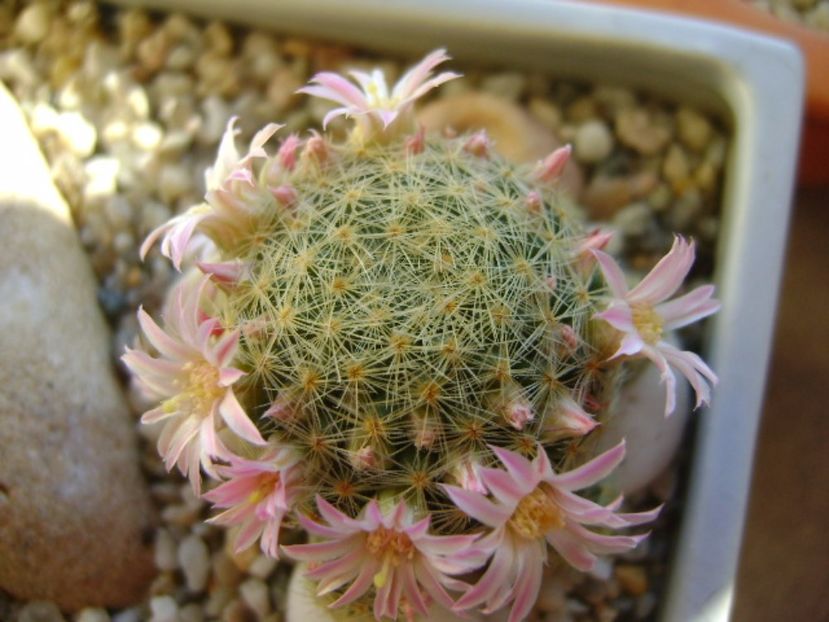 Mammillaria schiedeana ssp. giselae - Cactusi 2017
