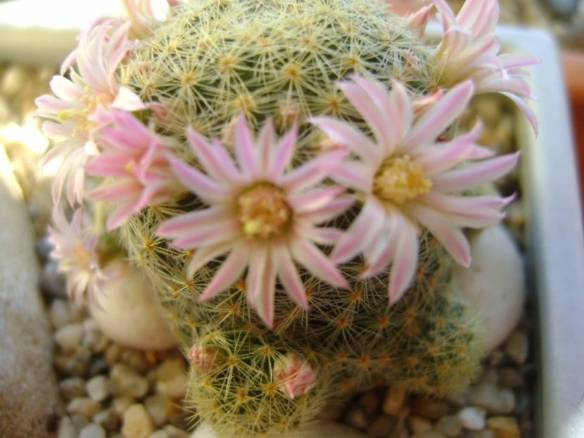 Mammillaria schiedeana ssp. giselae - Cactusi 2017