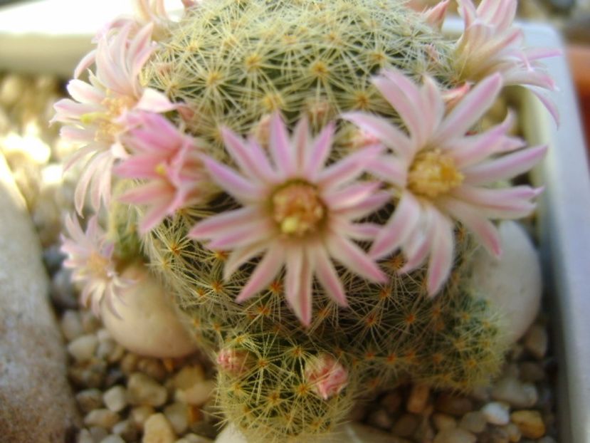 Mammillaria schiedeana ssp. giselae - Cactusi 2017