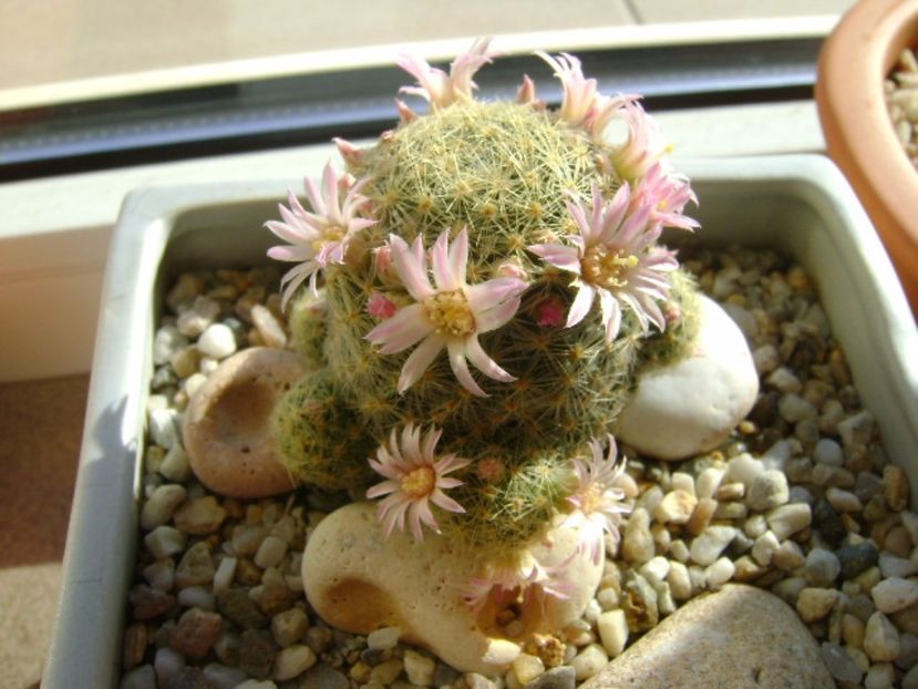 Mammillaria schiedeana ssp. giselae - Cactusi 2017