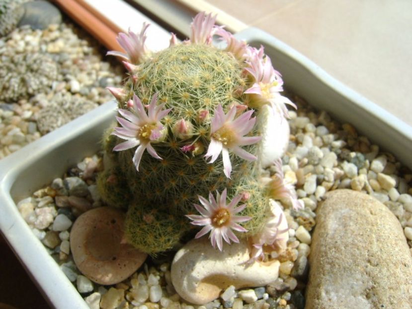 Mammillaria schiedeana ssp. giselae - Cactusi 2017