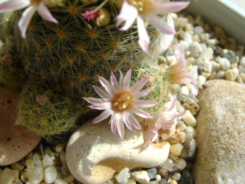 Mammillaria schiedeana ssp. giselae - Cactusi 2017