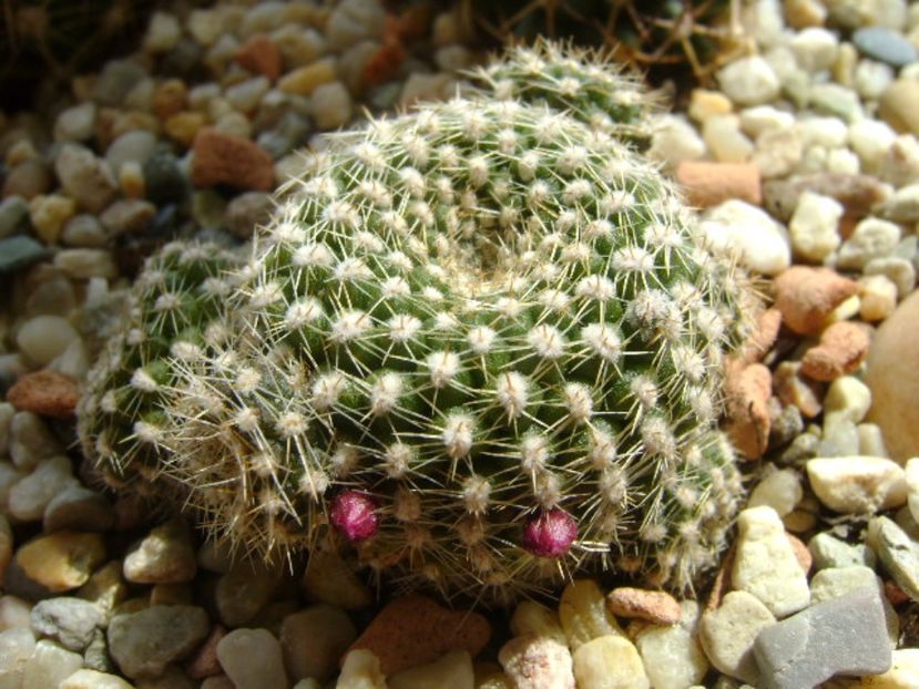 Rebutia krainziana, boboci - Cactusi 2017